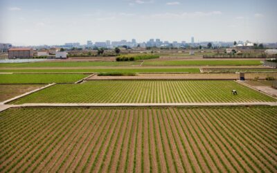 La huerta de Valencia. Descubre la Valencia más verde